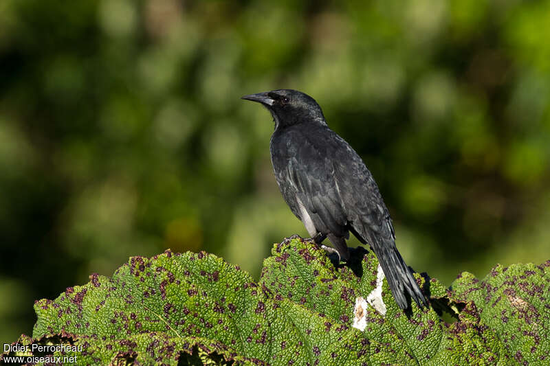 Quiscale australadulte, identification