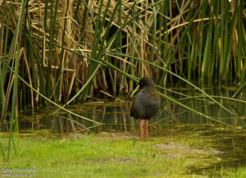 Plumbeous Railadult, habitat, pigmentation