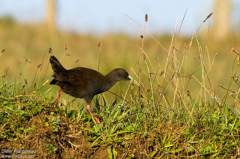 Plumbeous Rail, walking