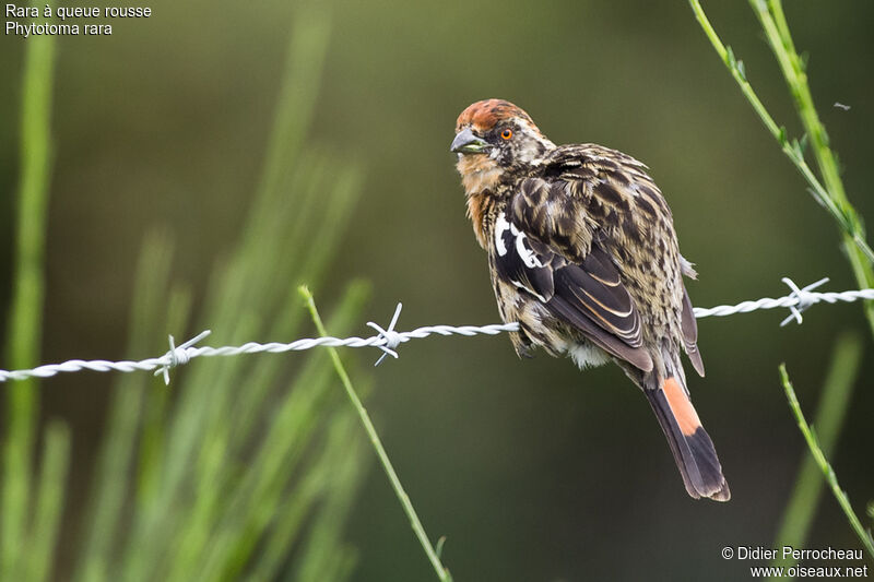 Rufous-tailed Plantcutter male juvenile