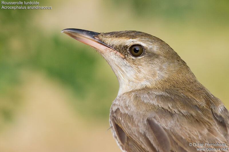 Great Reed Warbler