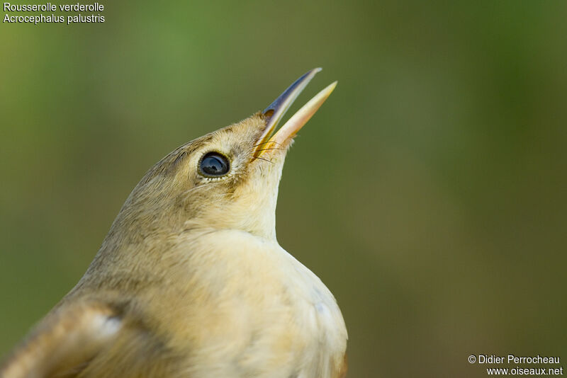 Marsh Warbler