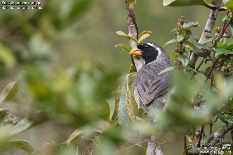 Golden-billed Saltator