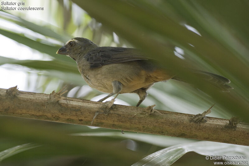 Saltator gris, identification