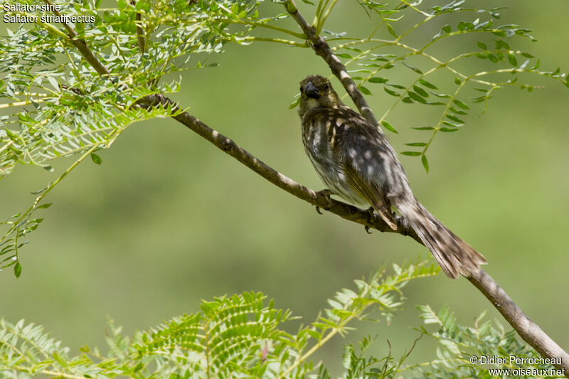 Streaked Saltator