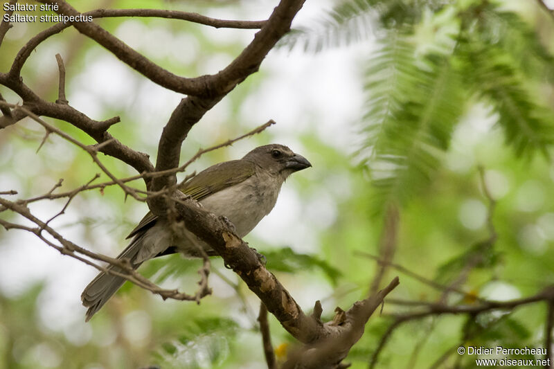 Streaked Saltator