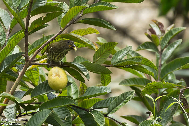 Streaked Saltatoradult, eats