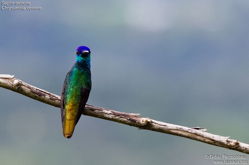 Golden-tailed Sapphire