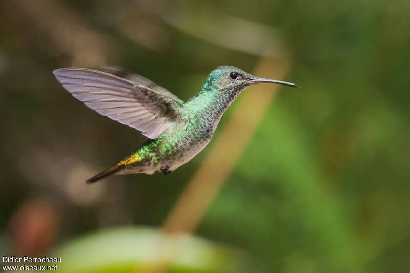 Golden-tailed Sapphire female adult, pigmentation, Flight