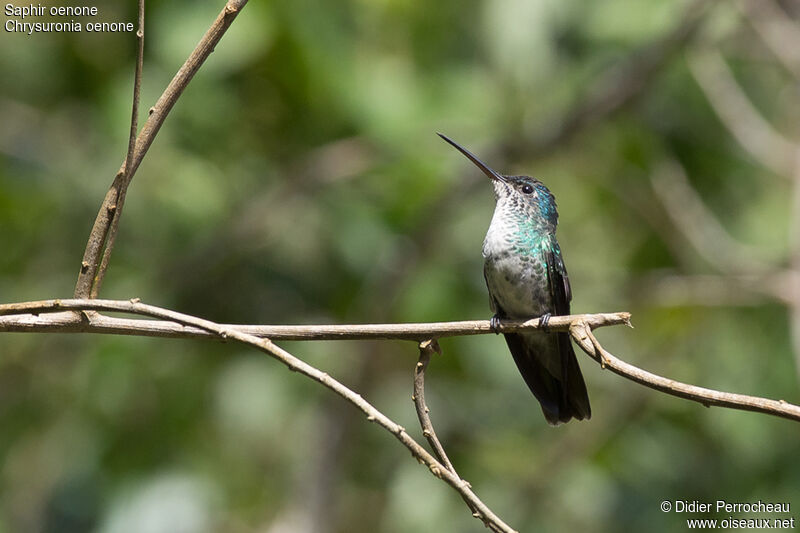 Golden-tailed Sapphire