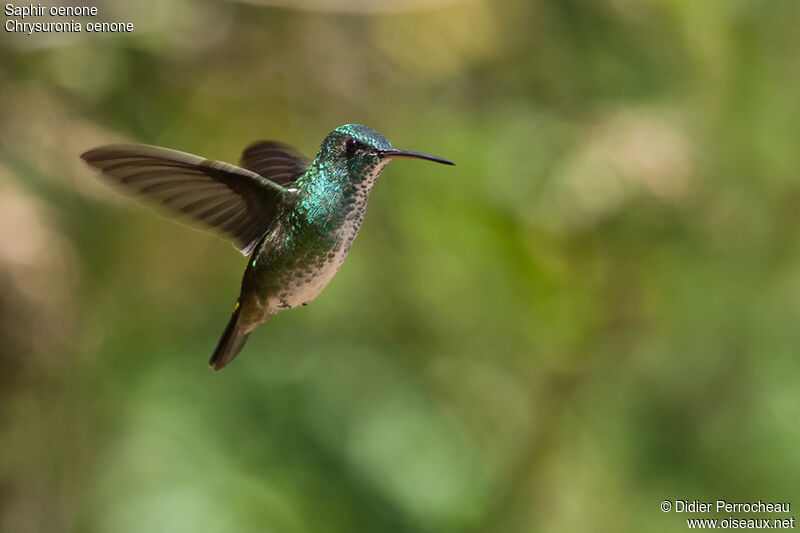 Golden-tailed Sapphire