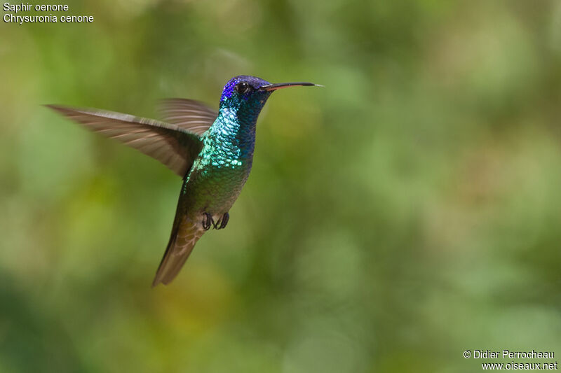 Golden-tailed Sapphire