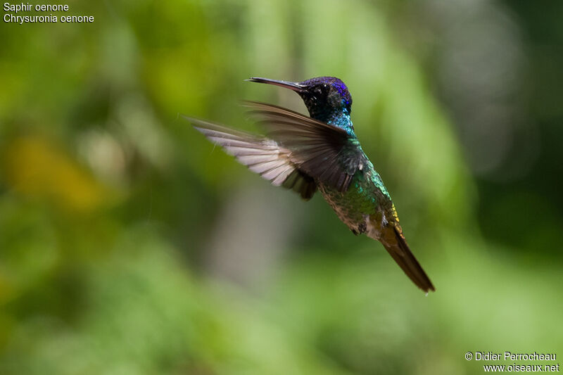 Golden-tailed Sapphire