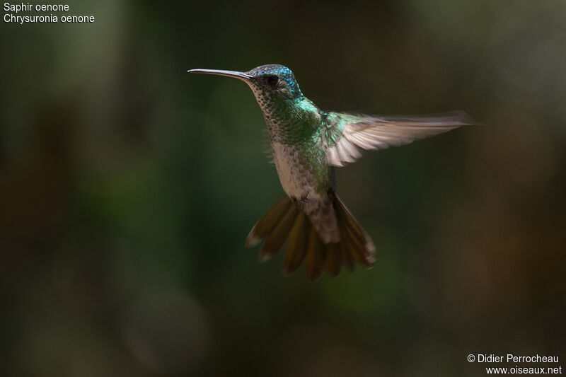 Golden-tailed Sapphire