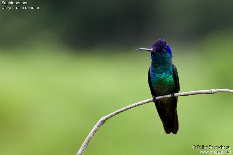 Golden-tailed Sapphire