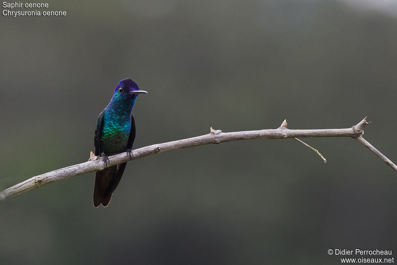 Golden-tailed Sapphire