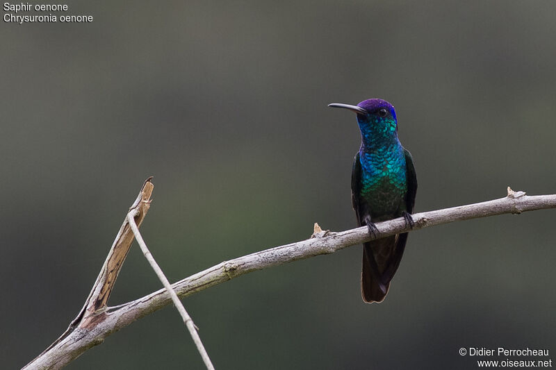 Golden-tailed Sapphire