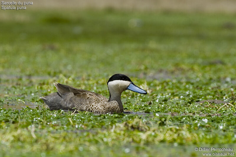 Sarcelle du puna mâle, identification