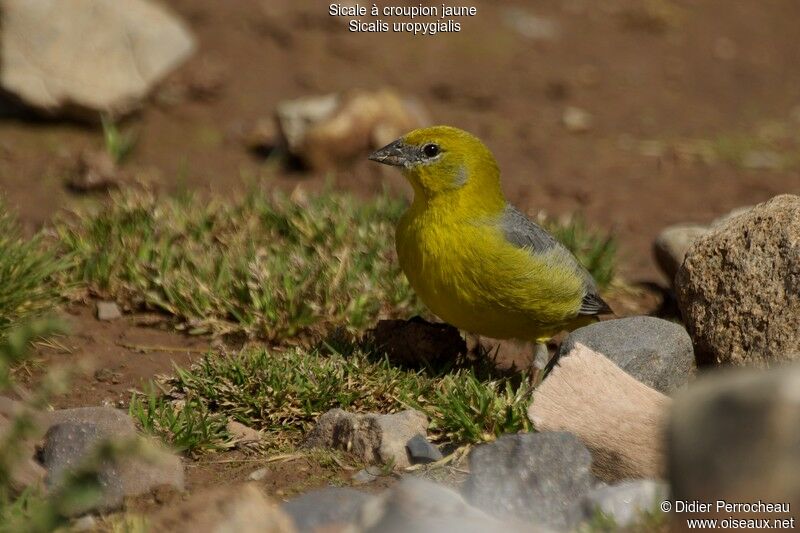 Bright-rumped Yellow Finch male adult