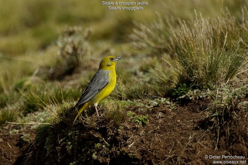 Bright-rumped Yellow Finch male adult