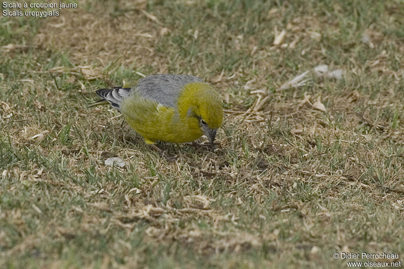 Sicale à croupion jaune