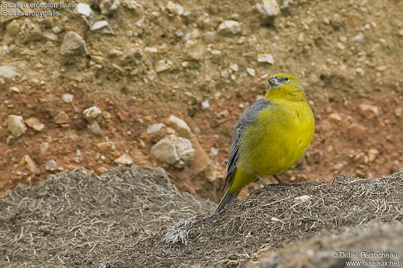 Bright-rumped Yellow Finch male, identification