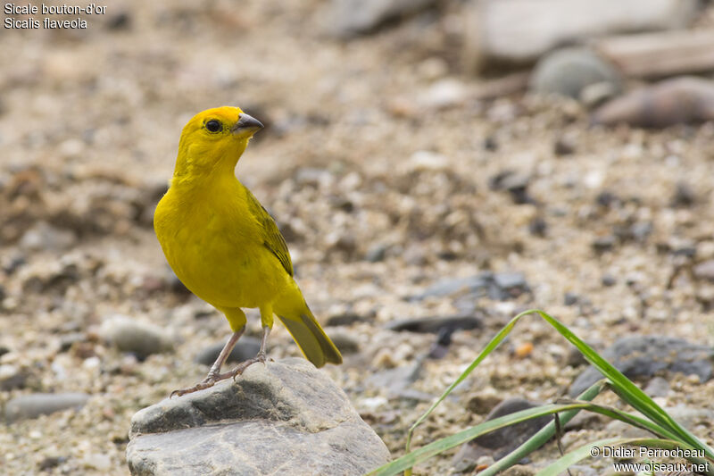 Saffron Finch