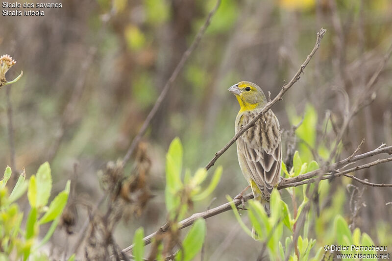 Grassland Yellow Finch