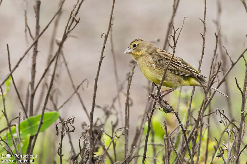 Grassland Yellow Finchadult, habitat