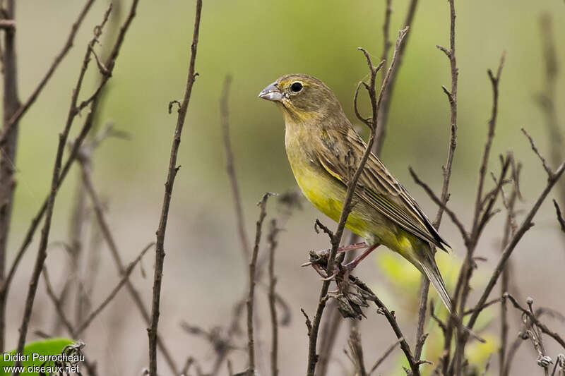 Grassland Yellow Finchadult, identification