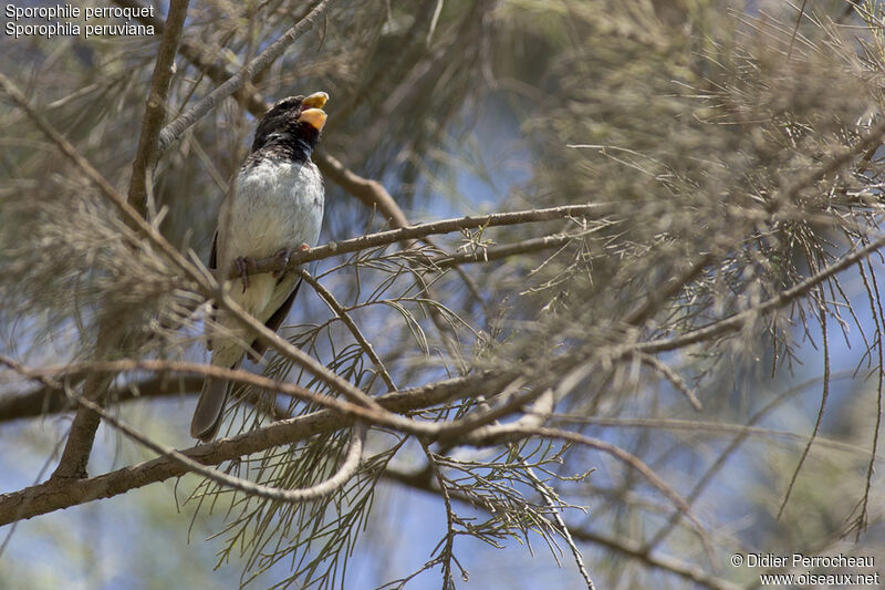 Parrot-billed Seedeater