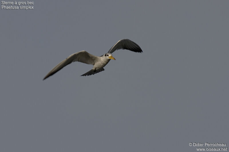 Large-billed Tern