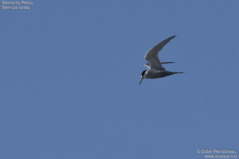 Peruvian Tern