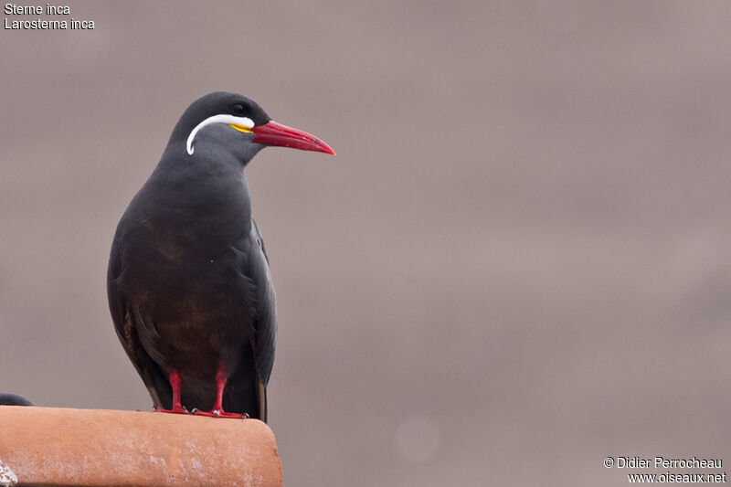 Inca Tern