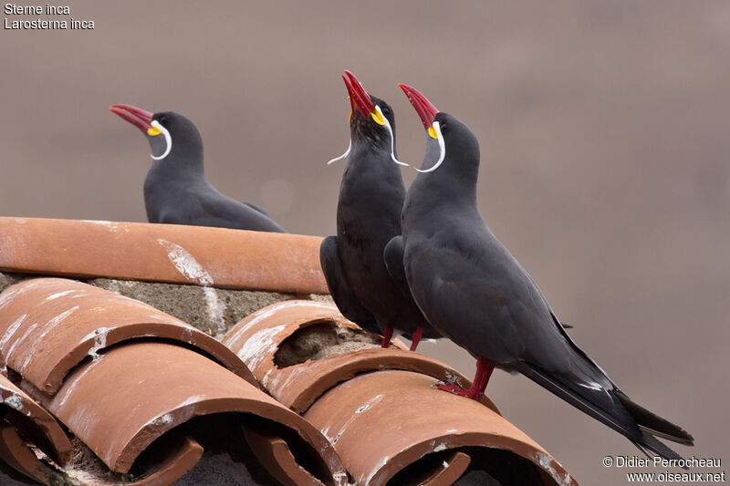 Inca Tern