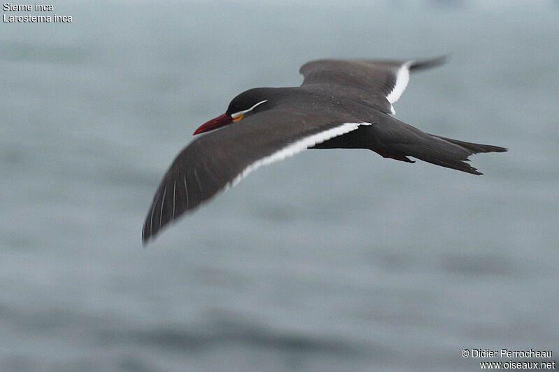 Inca Tern