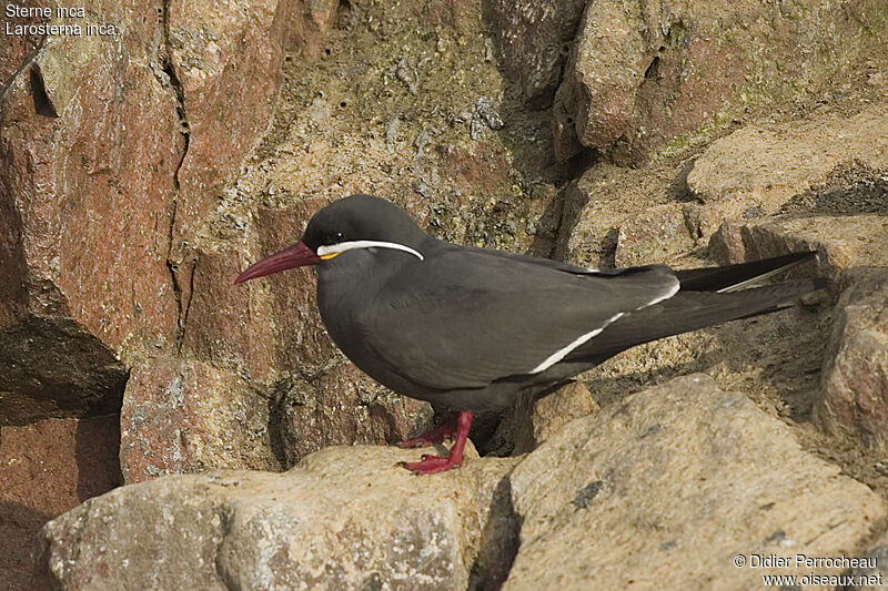 Inca Tern, identification