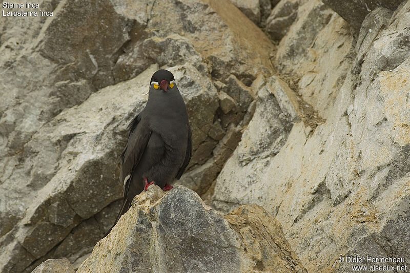 Inca Tern