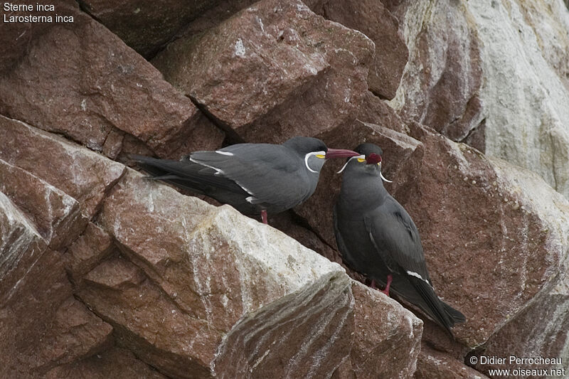 Inca Tern