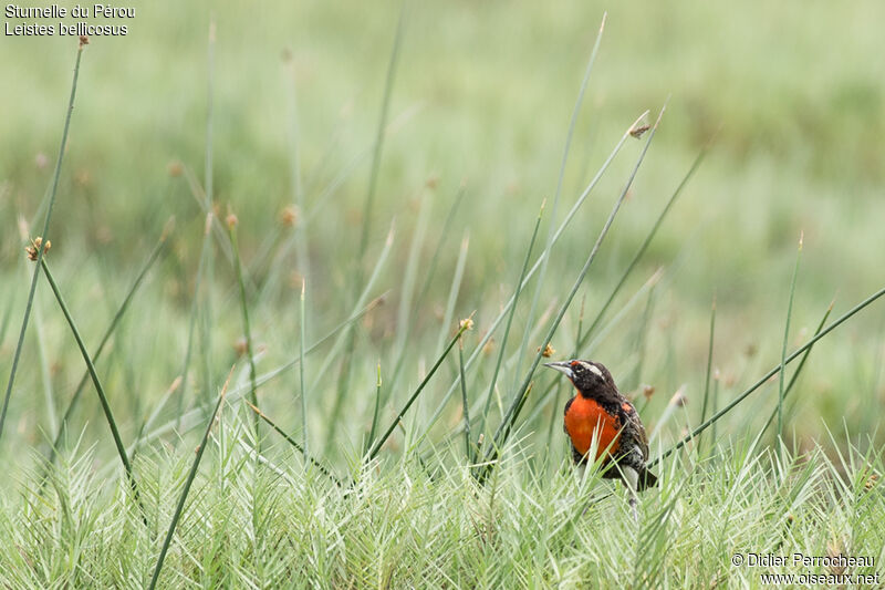 Peruvian Meadowlark