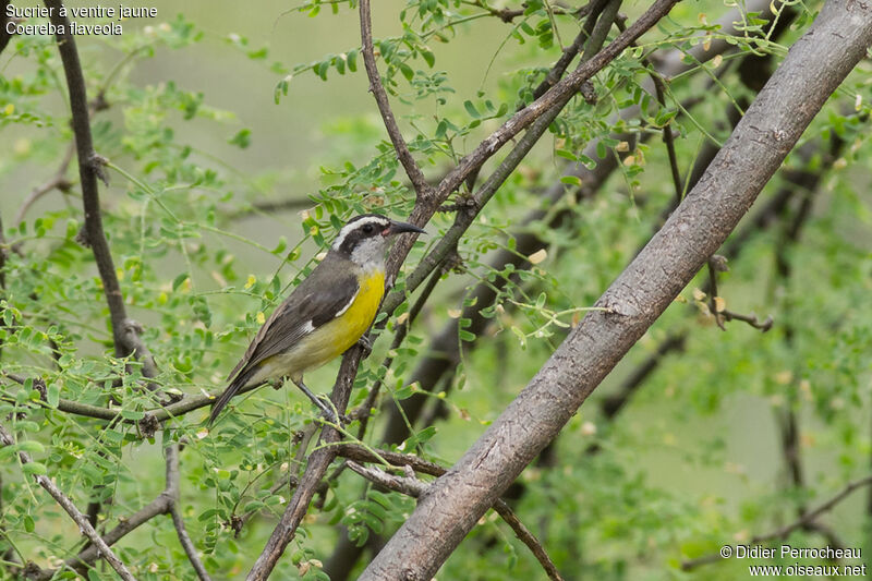 Sucrier à ventre jaune