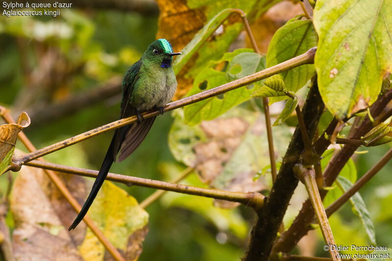 Long-tailed Sylph