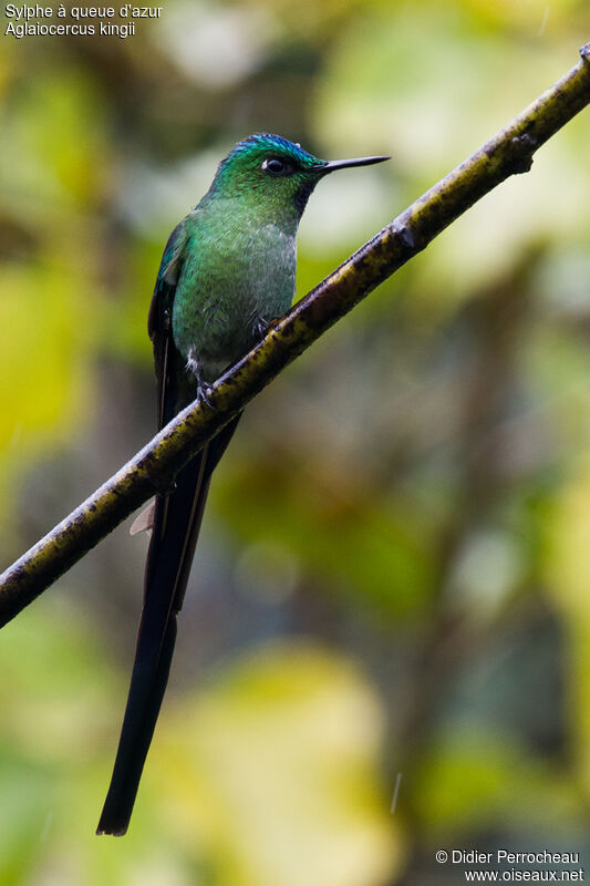 Long-tailed Sylph male adult