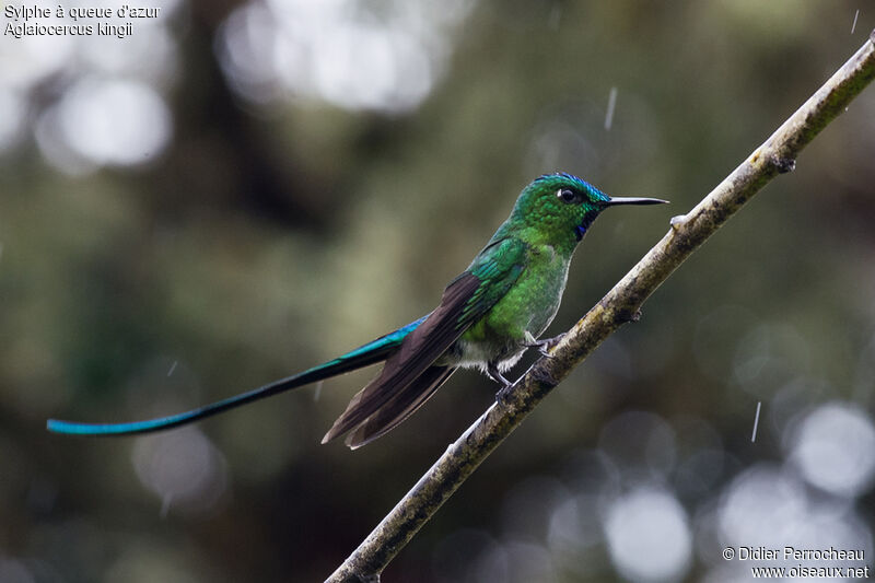 Long-tailed Sylph