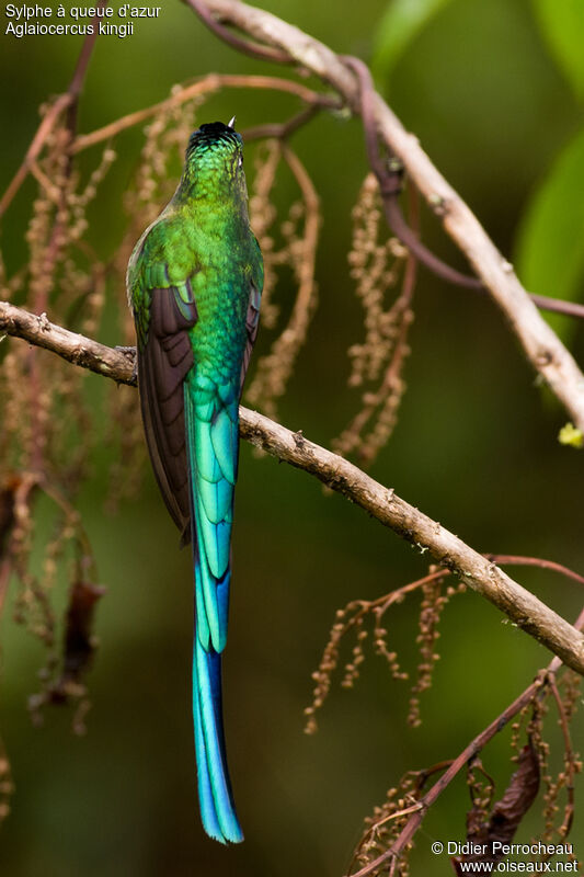 Long-tailed Sylph