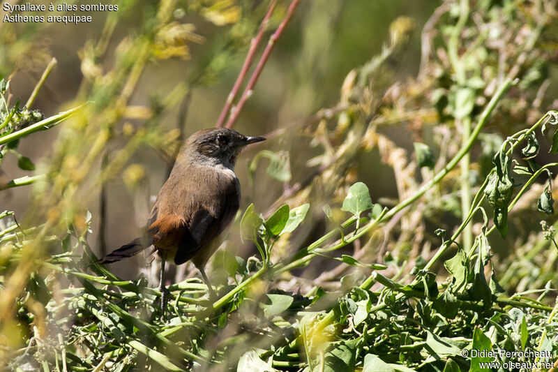 Dark-winged Canastero