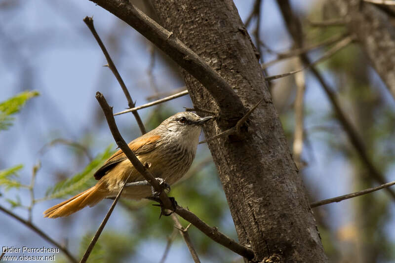 Necklaced Spinetailadult, identification