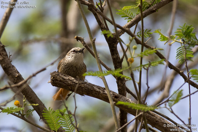 Necklaced Spinetail