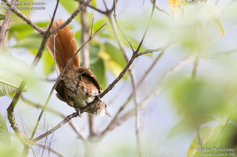 Chestnut-backed Thornbird