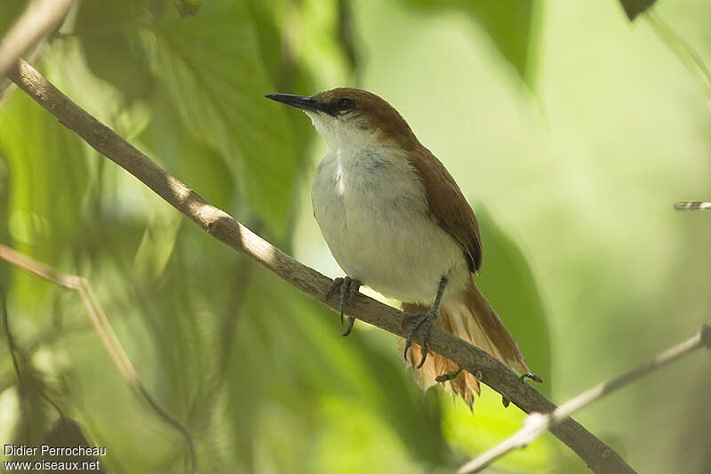 Red-and-white Spinetail, identification